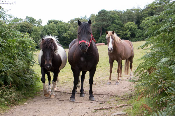 ponies gap 600